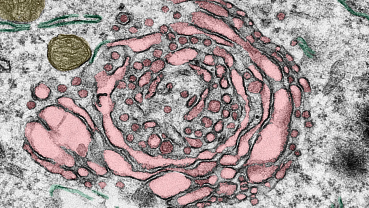 Biología Celular-Histología